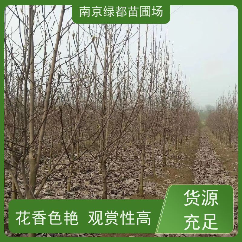 南 京绿都苗圃场 4公分紫玉兰 花色亮丽 树形优美 售后无忧 诚信经营