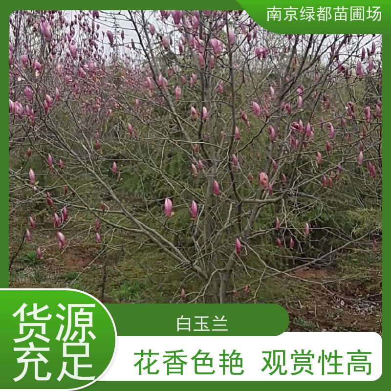 南 京绿都苗圃场 14公分红玉兰 树姿优美 观赏性高  美化庭院用