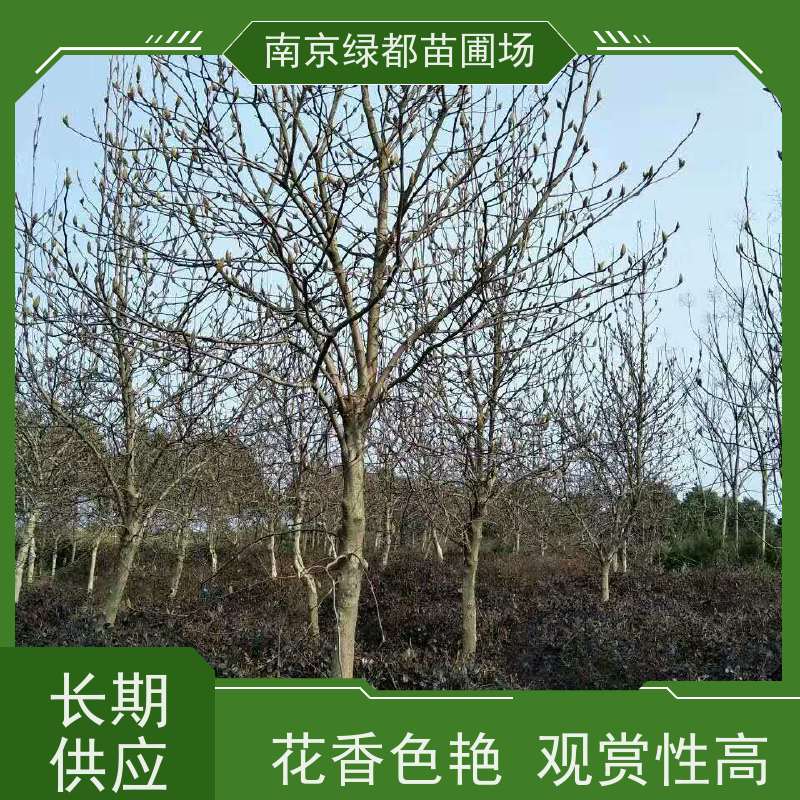 南 京绿都苗圃场 20公分白玉兰 枝繁叶茂 适应性较强 自产自销