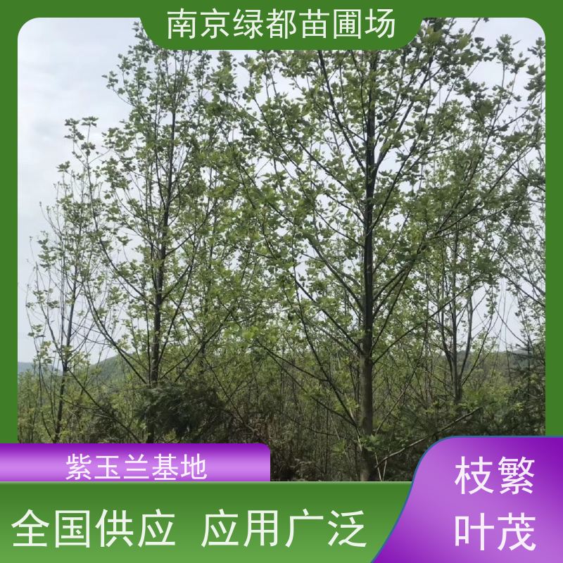 南 京绿都苗圃场 11公分白玉兰 花香色艳 观赏性高 规格齐全 带土球发货