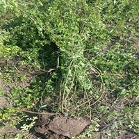 蔷薇花苗基地 墙体植物绿化蔷薇爬藤植物 绿化工程护坡树苗