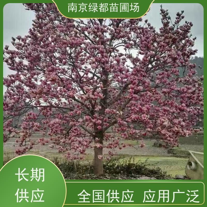 南 京绿都苗圃场 12公分紫玉兰 花香色艳 观赏性高 自产自销