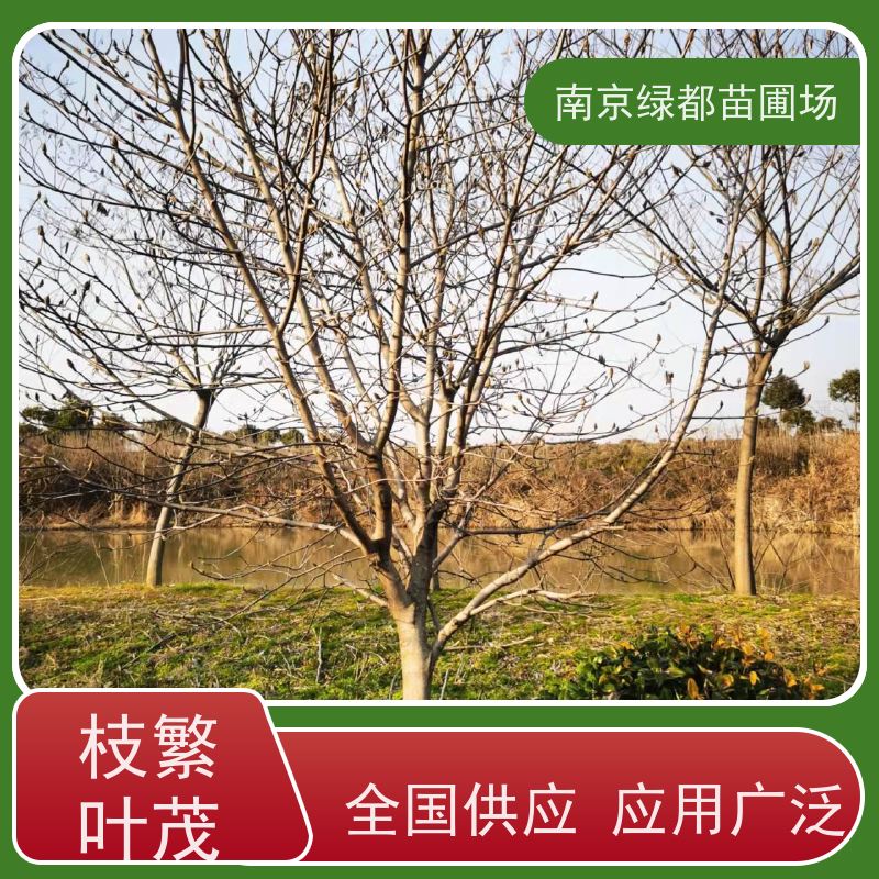 南 京绿都苗圃场 白玉兰批发 花色亮丽 树形优美 规格齐全 带土球发货