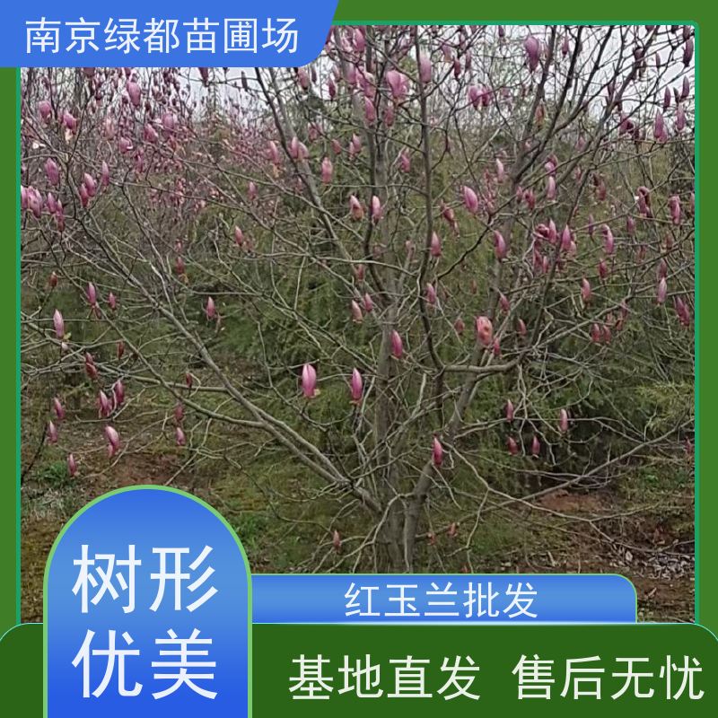 南 京绿都苗圃场 4公分红玉兰 花香色艳 观赏性高 严选严控发货快