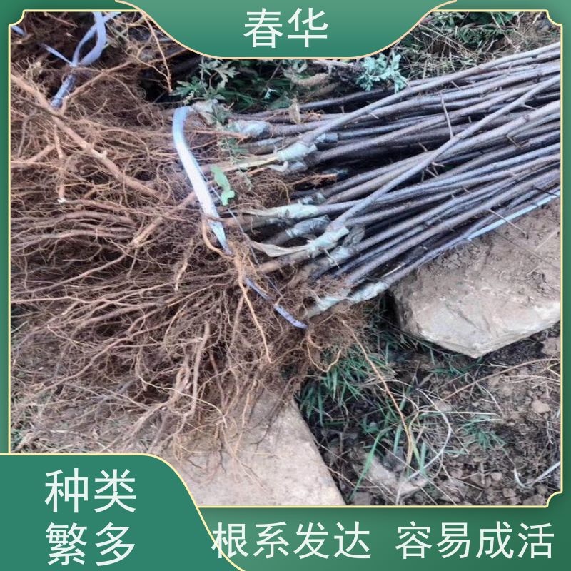 春华 苹果树苗 根系完整 成活率高 量多更优惠  性价比高