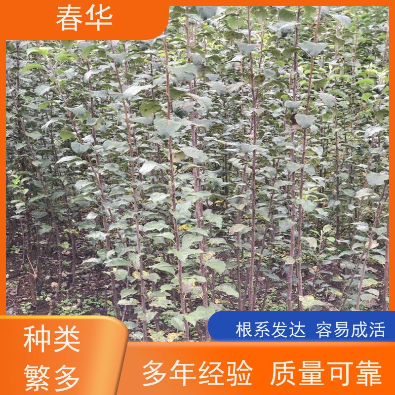 春华 苹果树小树苗 可露天栽培操作方便 量大价低 提供种植技术