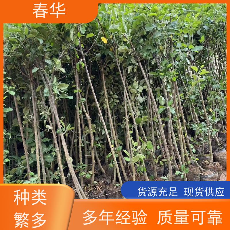 春华 供应苹果树苗 耐寒耐旱适应性强 厂家提供种植技术