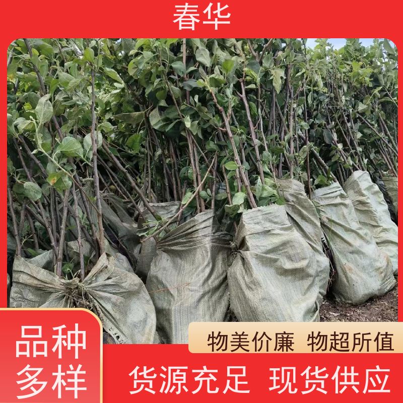 春华 批发苹果树袋苗 露天种植适应性强 易成活 挂果快 产量高