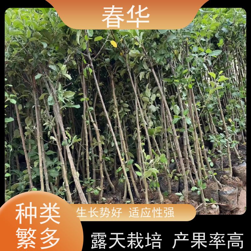 春华 苹果树小树苗 根系发达 长势好 量大价低 提供种植技术