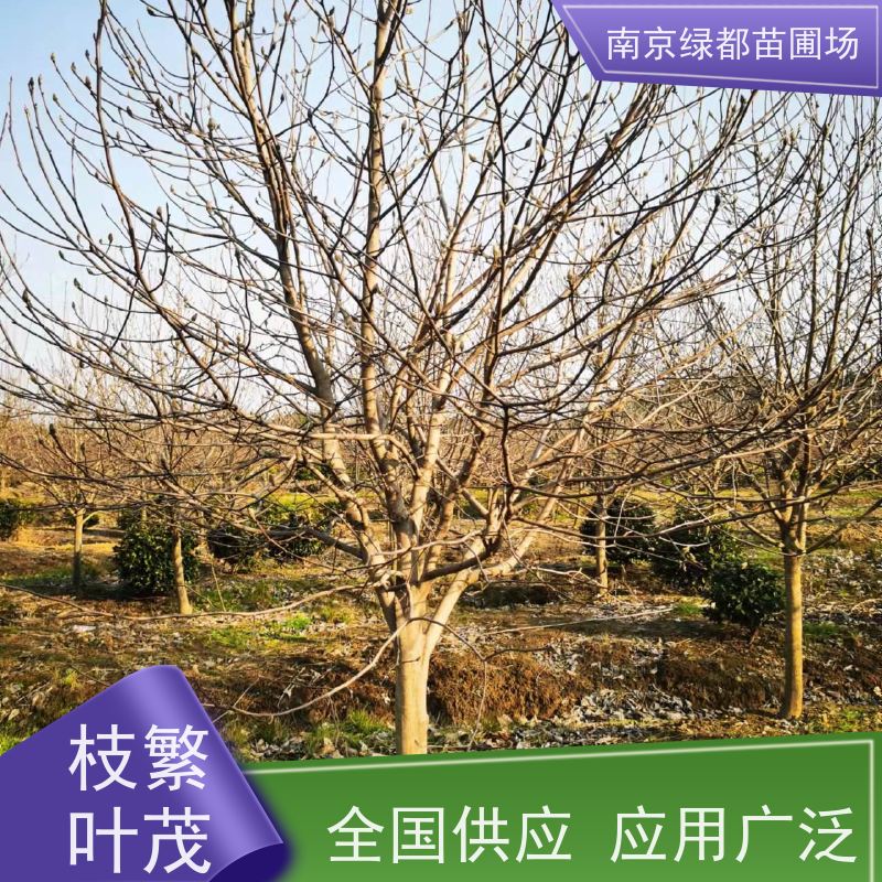 南 京绿都苗圃场 11公分红玉兰 花色亮丽 树形优美 严选严控发货快