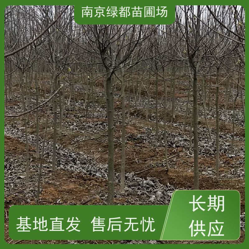 南 京绿都苗圃场 8公分紫玉兰 花香色艳 观赏性高 售后无忧 诚信经营