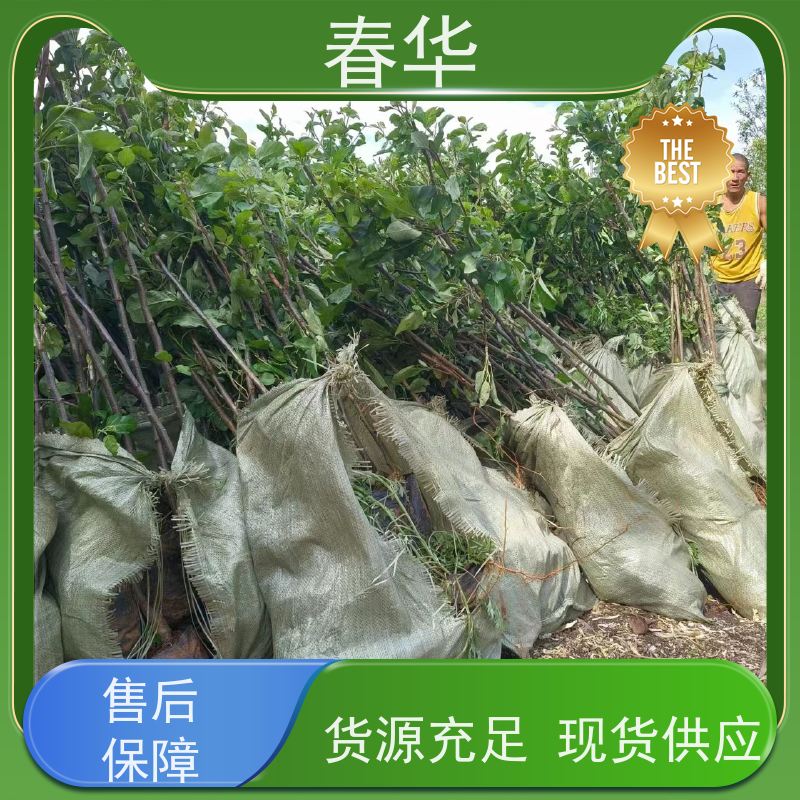 春华 大型果园苹果树苗 露天种植适应性强 量多更优惠  性价比高