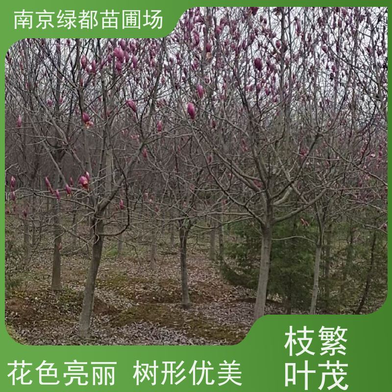 南 京绿都苗圃场 9公分紫玉兰 风景绿化树 行道栽植树 严选严控发货快