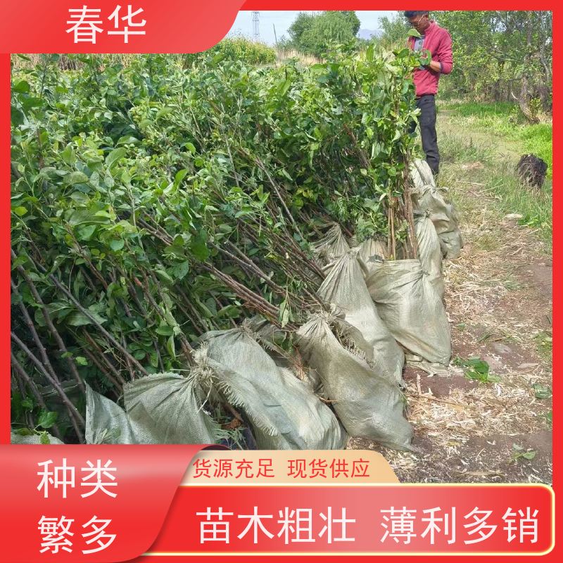 春华 苹果树小树苗 自己嫁接培育  量大价低 提供种植技术