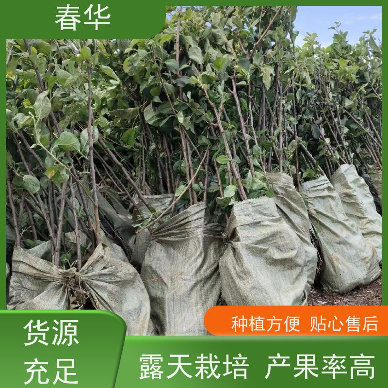 春华 苹果树培育苗 露天种植适应性强 性价比高 量多更优惠