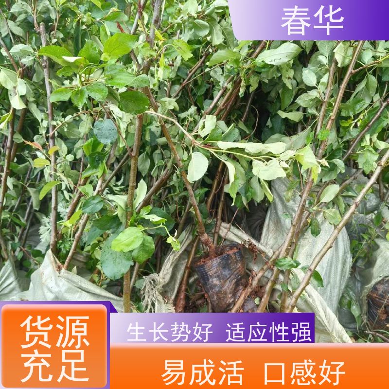 春华 苹果营养袋苗批发 移栽时成活率高 量多优惠 快来选购