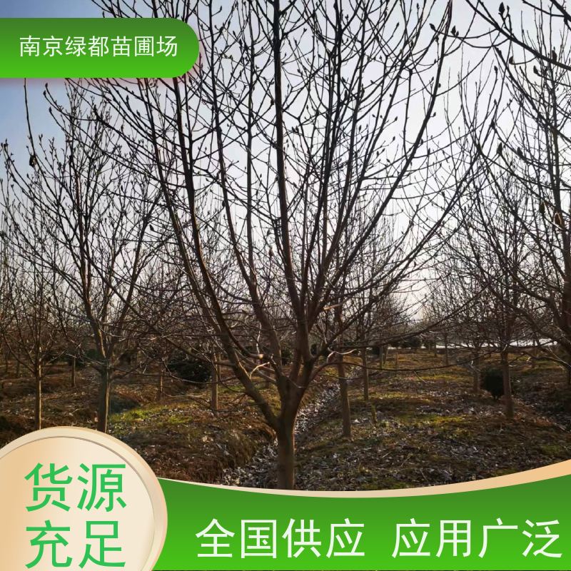 南 京绿都苗圃场 13公分红玉兰 风景绿化树 行道栽植树 严选严控发货快