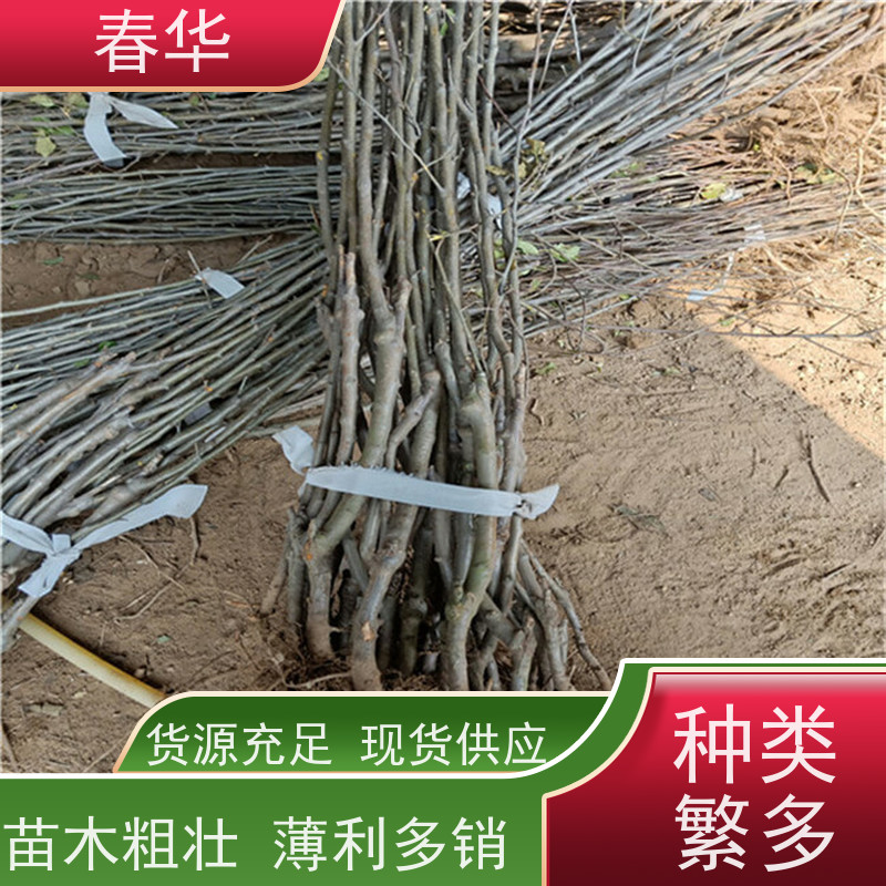 春华 供应苹果树苗 有效控制土壤肥力 量大价低 提供种植技术