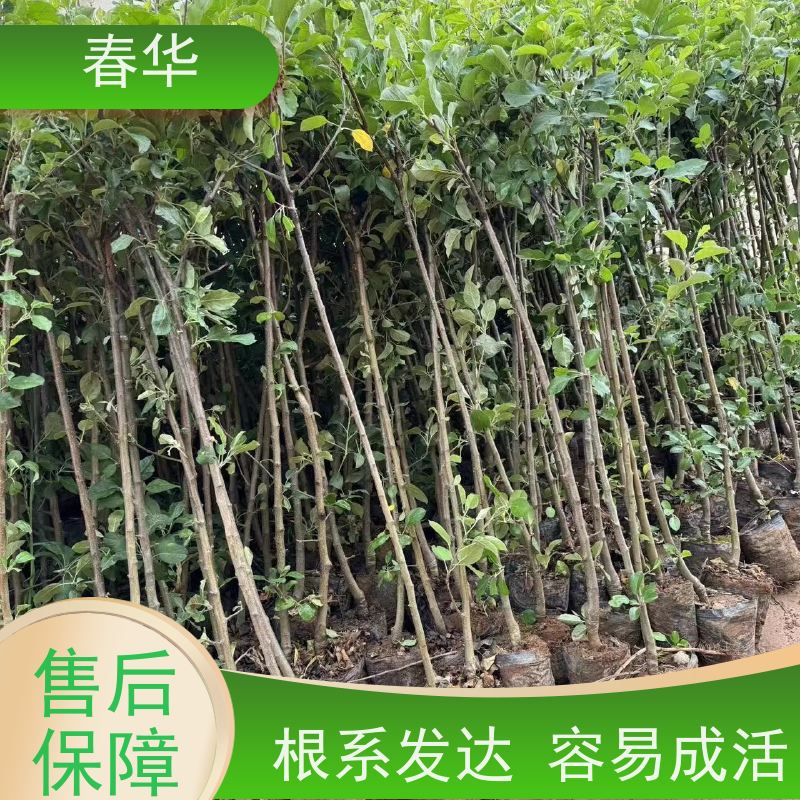 春华 供应苹果树苗 种植方便节省人力 挂果快 产量高 品质放心