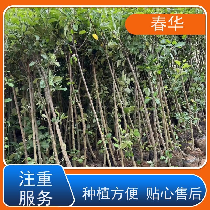 春华 苹果树小树苗 移栽时操作简便 大量出售   果实口感好