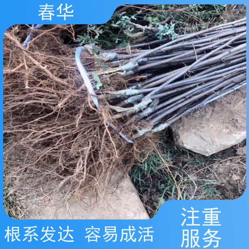 春华 苹果树小树苗 露天种植适应性强 口感甜脆营养成分高