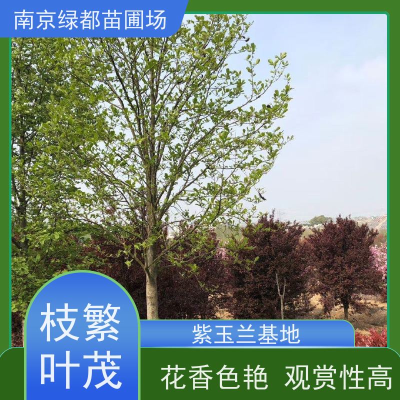 南 京绿都苗圃场 4公分紫玉兰 花香色艳 观赏性高 美化庭院用