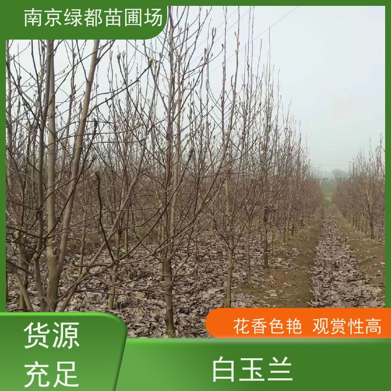 南 京绿都苗圃场 三公分白玉兰 枝繁叶茂 适应性较强 货源充足