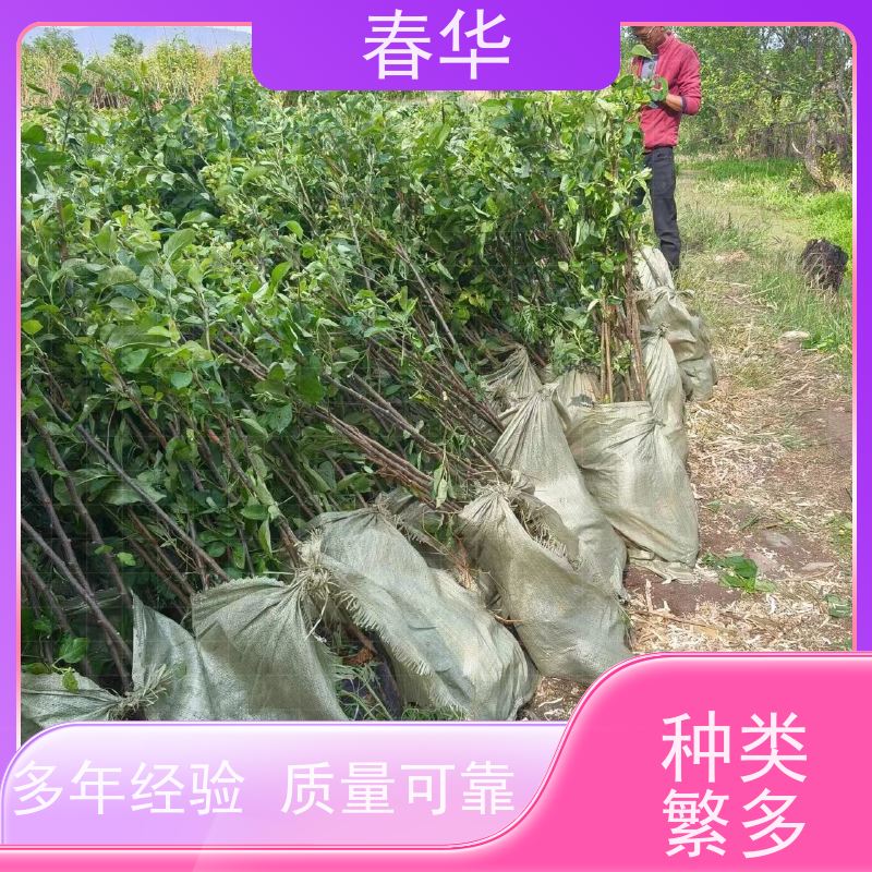 春华 批发苹果树袋苗 露天种植长势好 苗木粗壮 果实口感好