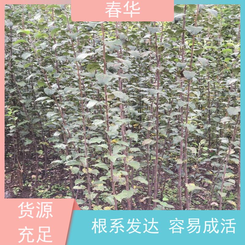 春华 苹果树培育苗 适应性强露天种植 性价比高 量多更优惠