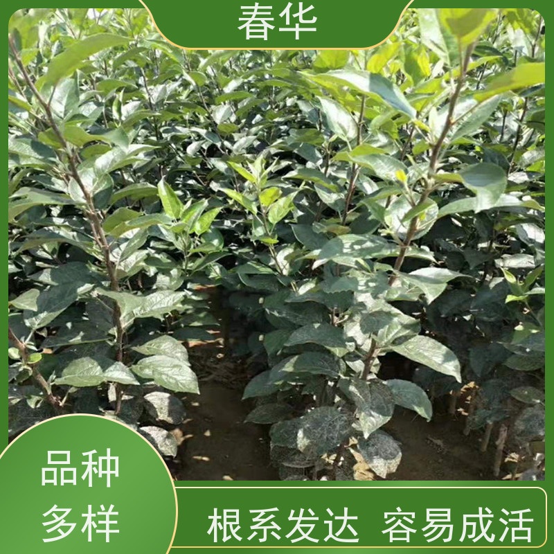 春华 多种苹果营养袋苗 露天种植长势好 量多更优惠  性价比高