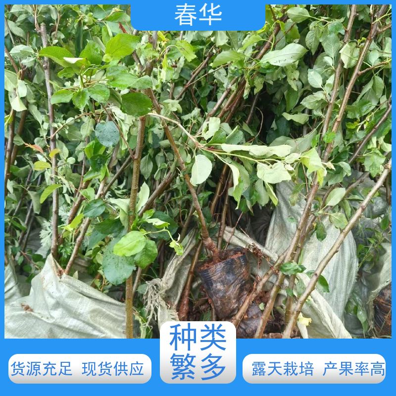 春华 苹果树苗 露天种植适应性强 量多更优惠  性价比高