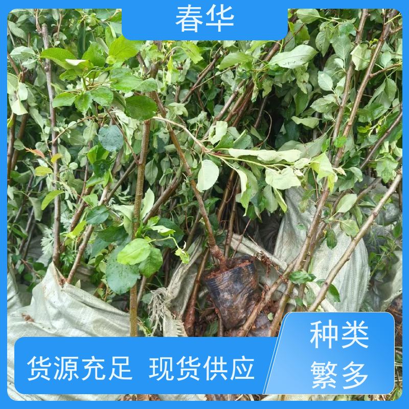 春华 苹果树袋苗 根系完整 成活率高 厂家提供种植技术