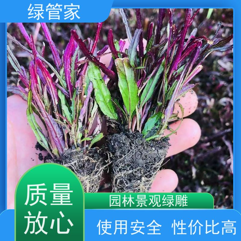 绿管家 园林绿雕   植物立体花坛造型  物流配送 发货快