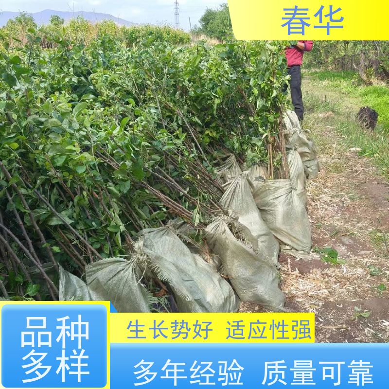 春华 批发苹果树袋苗 运输中不易受损 厂家提供种植技术