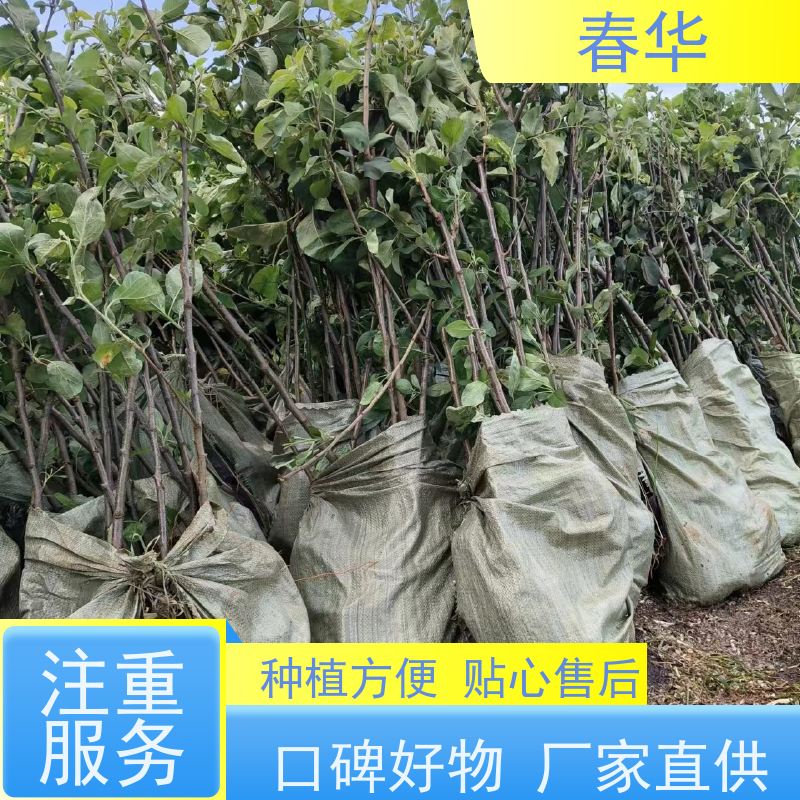 春华 厂家销售苹果苗 有效控制土壤肥力 量多更优惠  性价比高