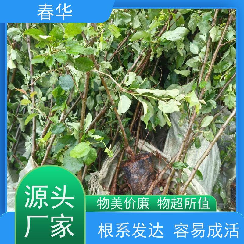 春华 苹果树小树苗 种植方便节省人力 量多更优惠  性价比高