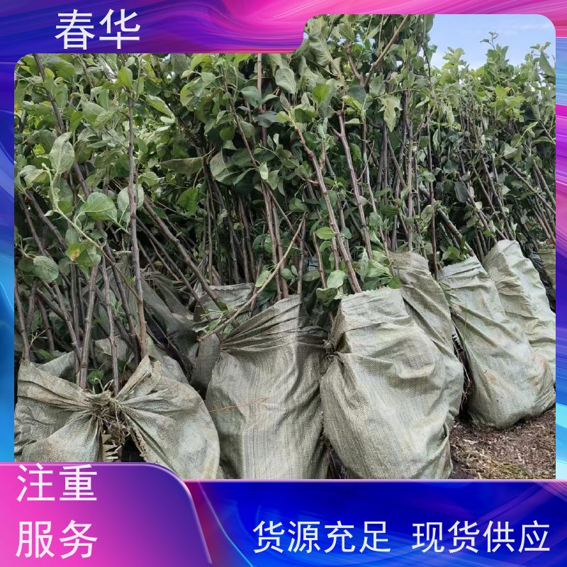 春华 批发苹果苗 种植方便节省人力 结的果味道好吃