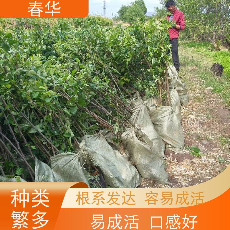 春华 苹果营养袋苗批发 露天种植长势好 根系发达易成活