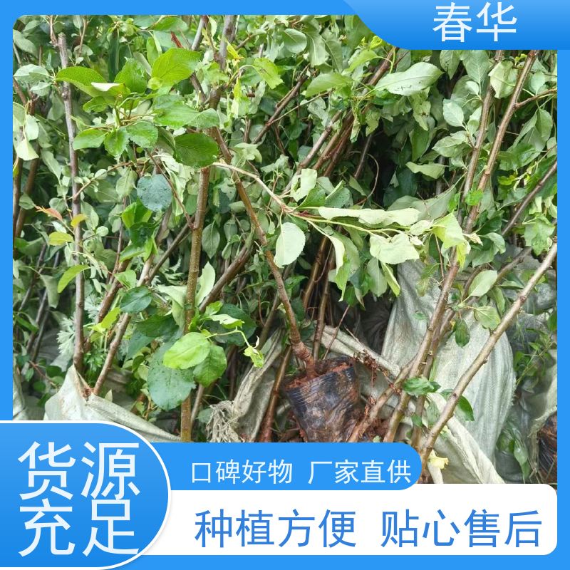 春华 苹果营养袋苗批发 露天种植长势好 结的果味道好吃