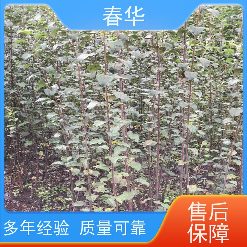 春华 苹果树小树苗 露天种植长势好 大量出售   果实口感好