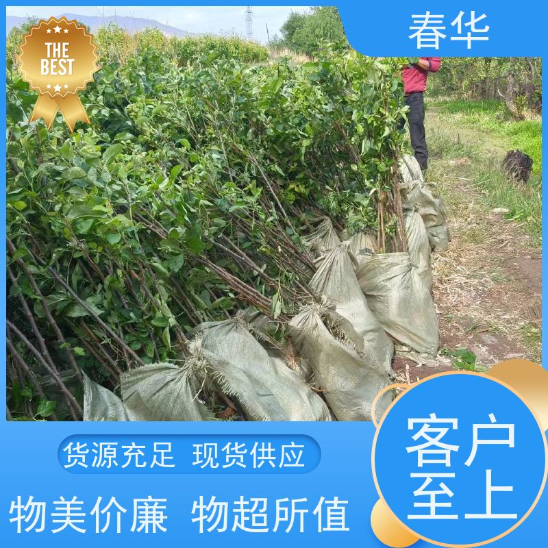 春华 苹果营养袋苗 种植方便节省人力 批发出售品种多