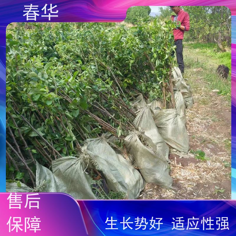 春华 苹果树袋苗 移栽时操作简便 厂家提供种植技术