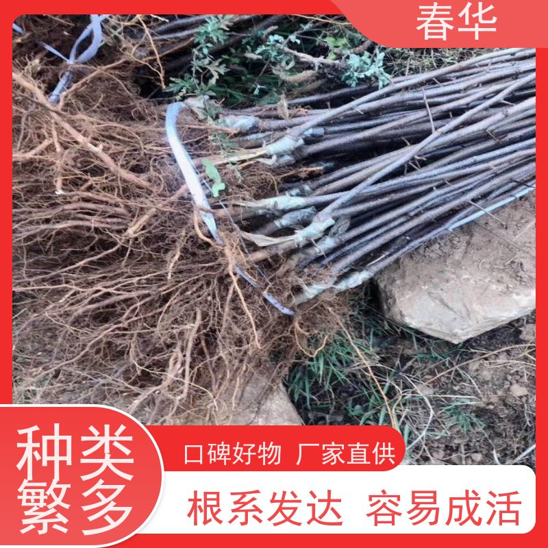 春华 苹果树培育苗 露天种植适应性强 量多更优惠  性价比高