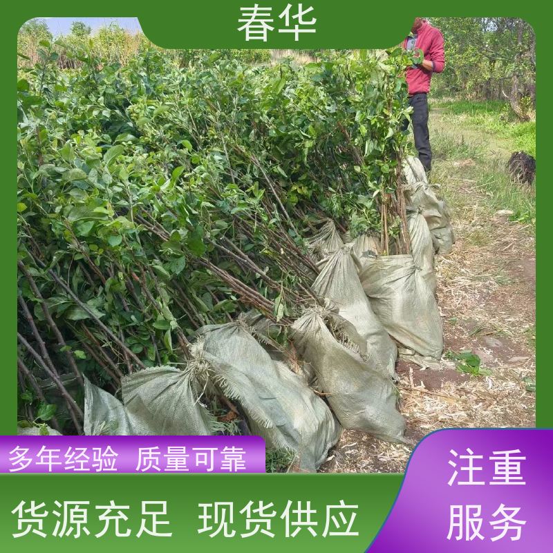 春华 苹果树小树苗 移栽时操作简便 结的果味道好吃