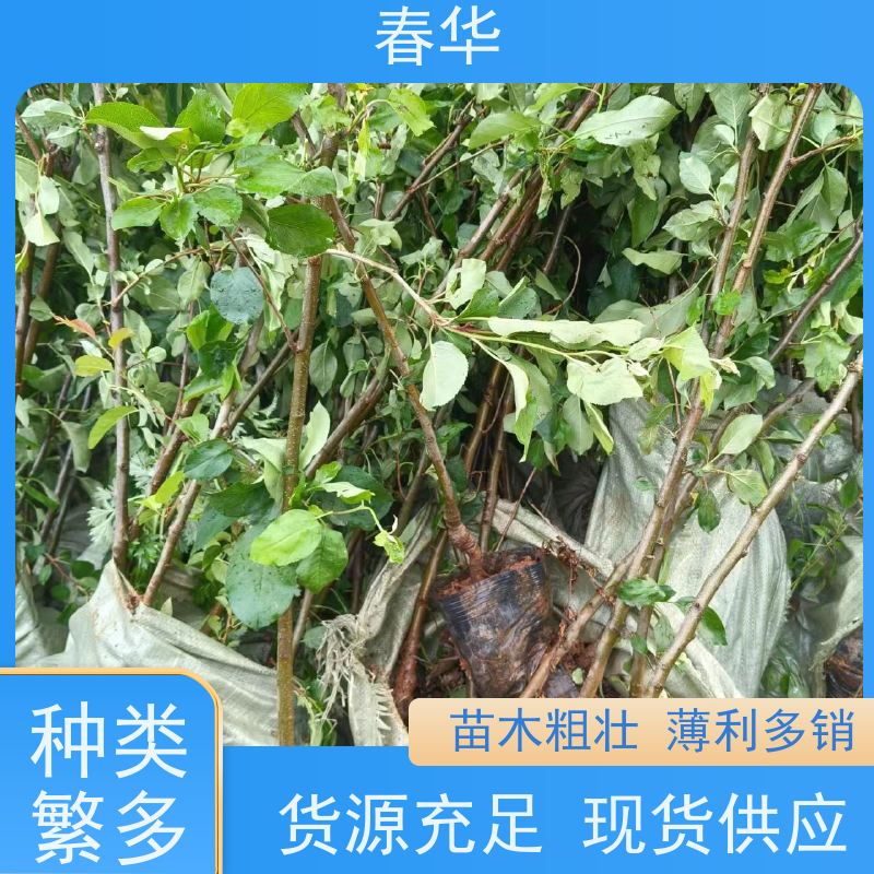 春华 苹果树培育苗 根系完整 成活率高 性价比高 量多更优惠