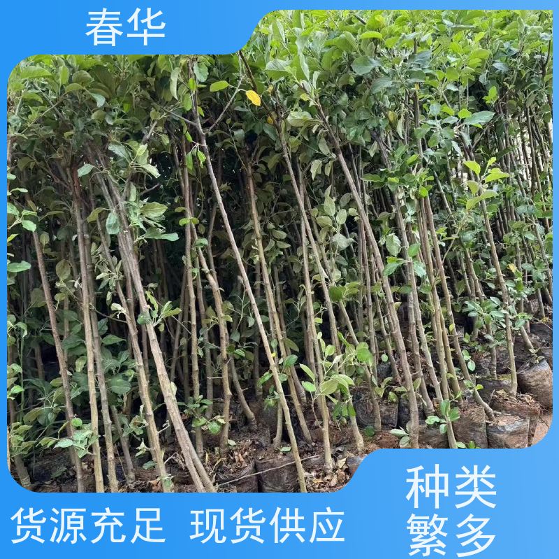 春华 苹果树培育苗 露天种植长势好 挂果快营养成分高