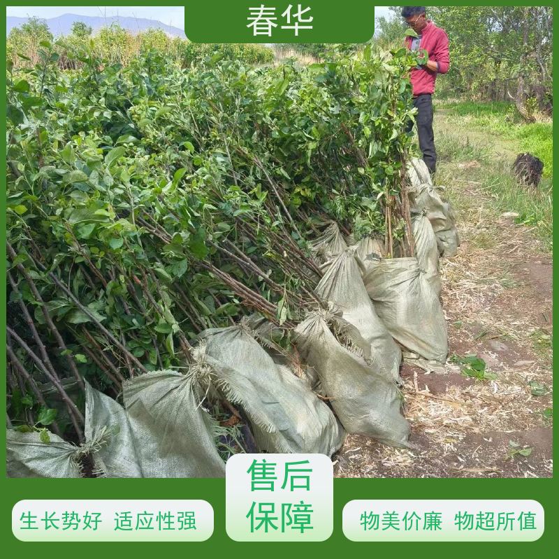 春华 大量销售苹果营养袋苗 有效控制土壤肥力 苗木粗壮 果实口感好