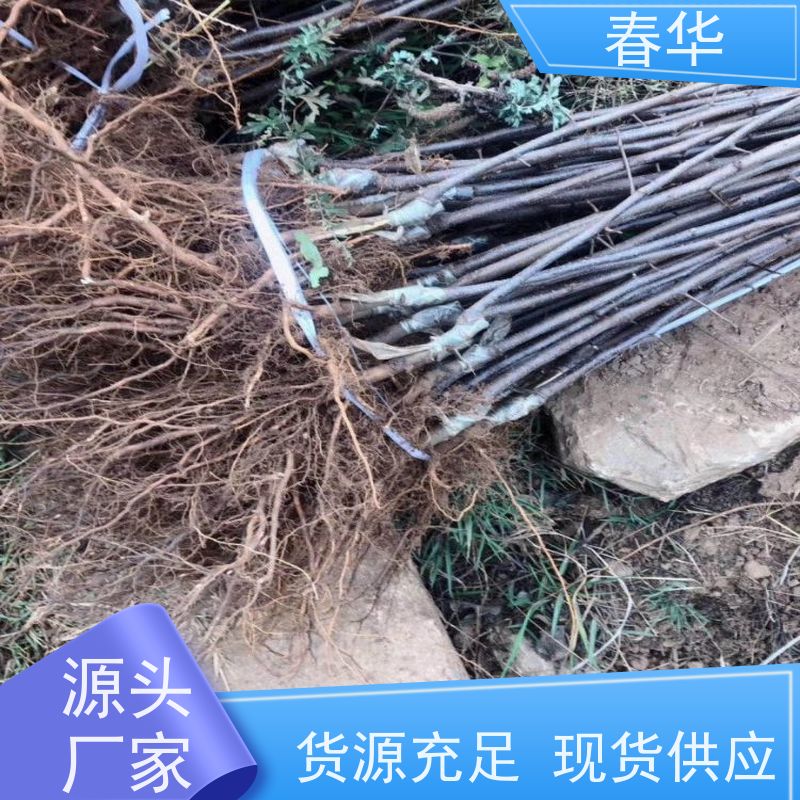 春华 大量销售苹果营养袋苗 根系发达 长势好 薄利多销 苗木粗壮