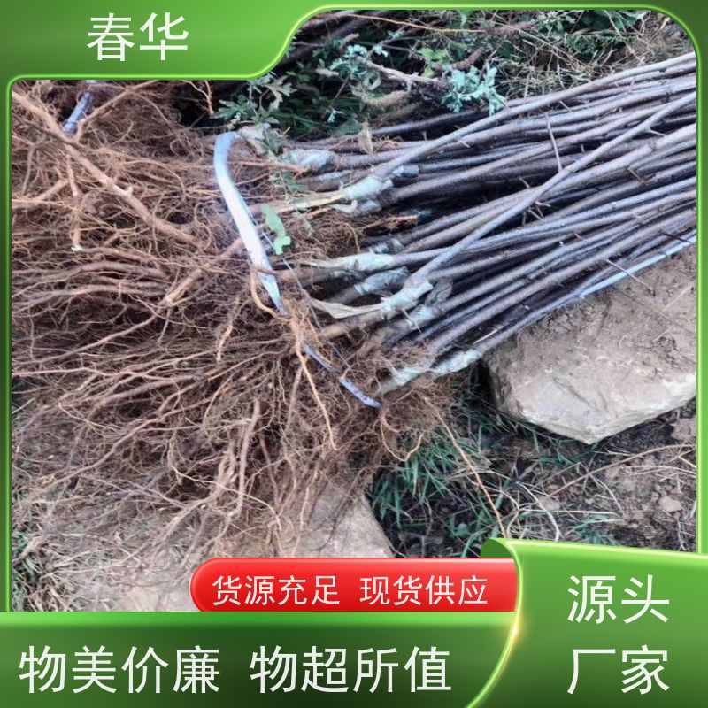 春华 苹果树小树苗 果苗适应性强 厂家提供种植技术