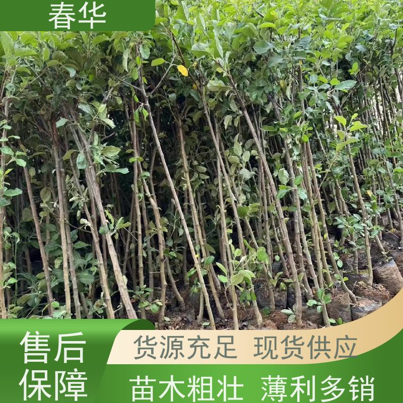 春华 苹果树小树苗 种植方便节省人力 苗木粗壮 物流运送快 